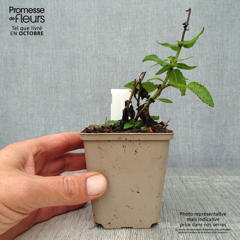 Ejemplar de Salvia nemorosa Lubecca Maceta de 8/9 cm entregado en otoño