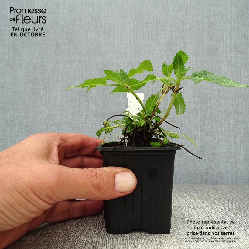 Ejemplar de Salvia nemorosa Mainacht Maceta de 8/9 cm entregado en otoño