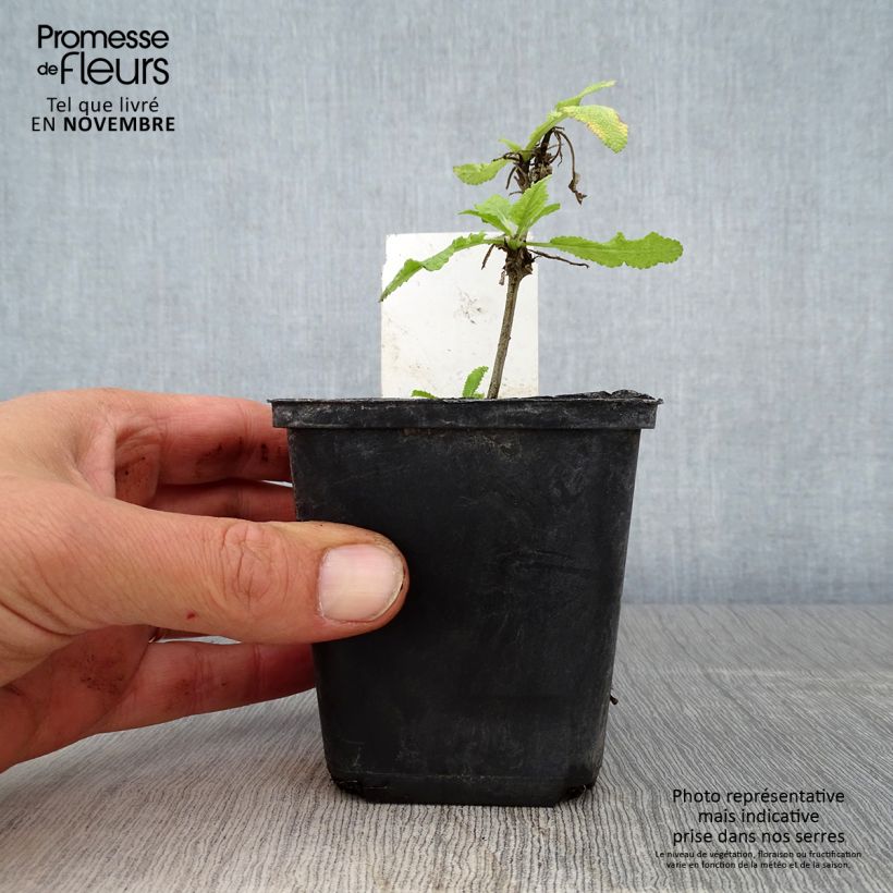 Ejemplar de Salvia nemorosa Marcus Maceta de 8/9 cm entregado en otoño