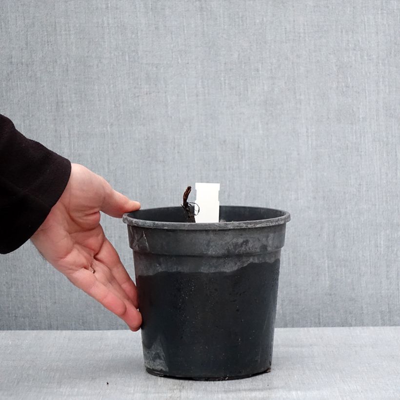 Salvia nemorosa Marcus Maceta 2L/3L Ejemplar entregado en invierno