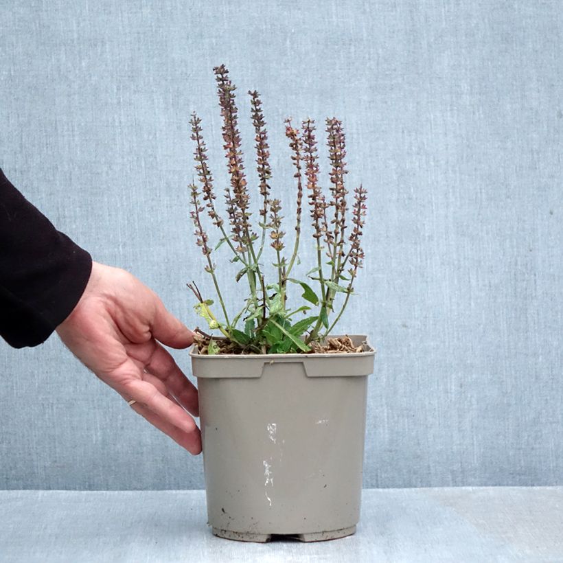 Ejemplar de Salvia nemorosa Midnight Rose Maceta 2L/3L entregado en otoño