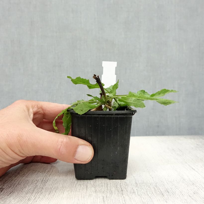 Ejemplar de Salvia nemorosa Rose Queen Maceta de 8/9 cm entregado en otoño