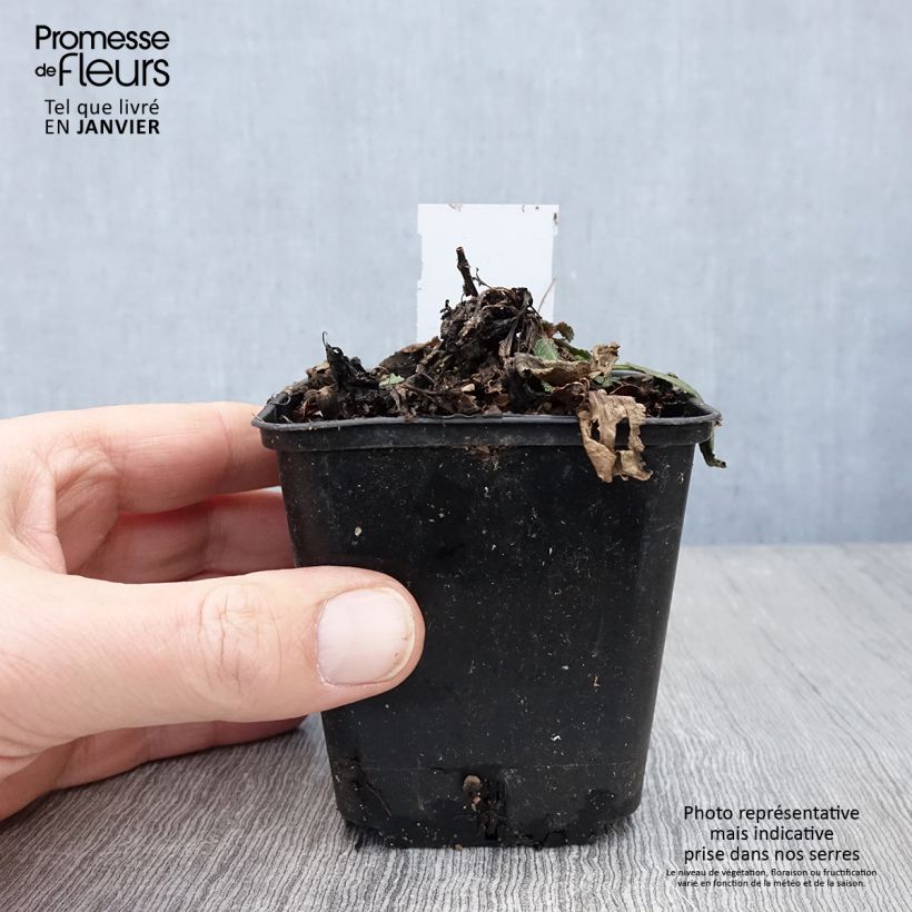 Salvia nemorosa Rose Queen Maceta de 8/9 cm Ejemplar entregado en invierno