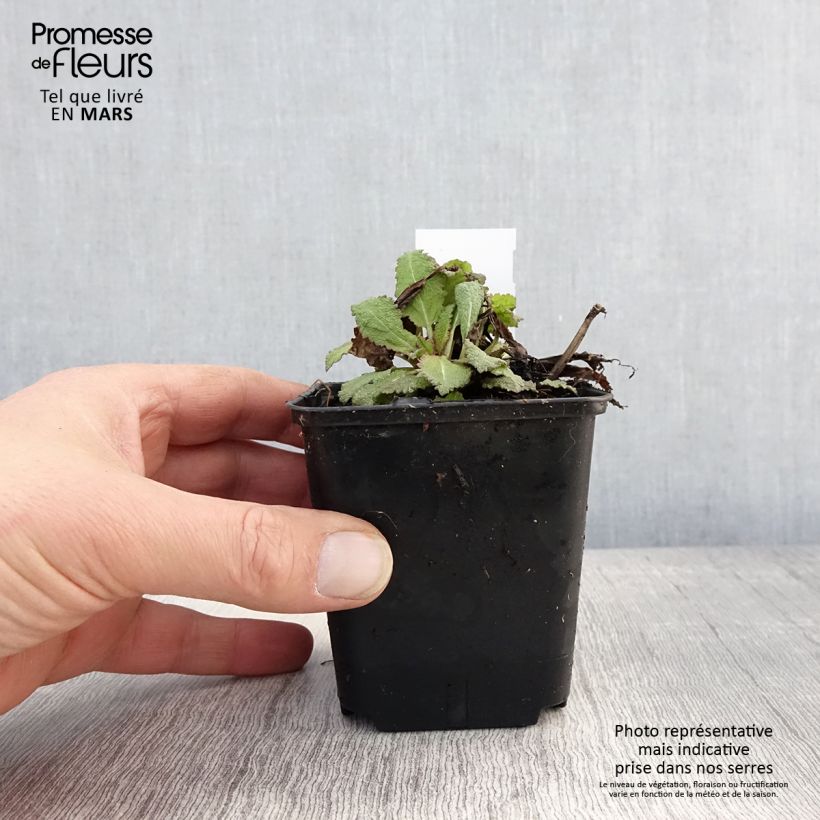 Salvia nemorosa Rose Queen Maceta de 8/9 cm Ejemplar entregado en la primavera