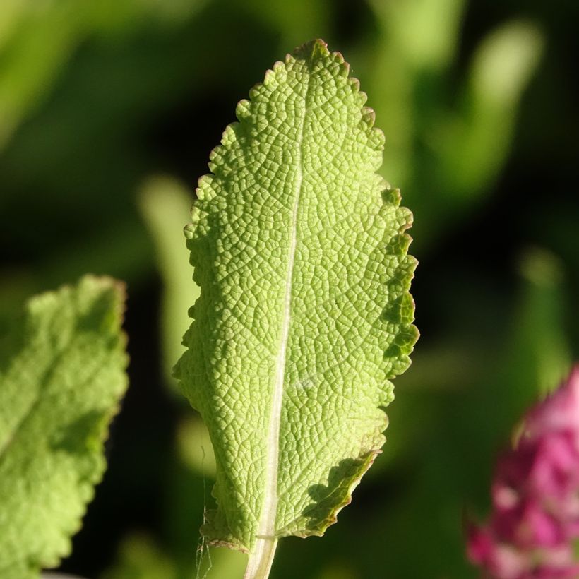 Salvia nemorosa Rose Queen (Follaje)