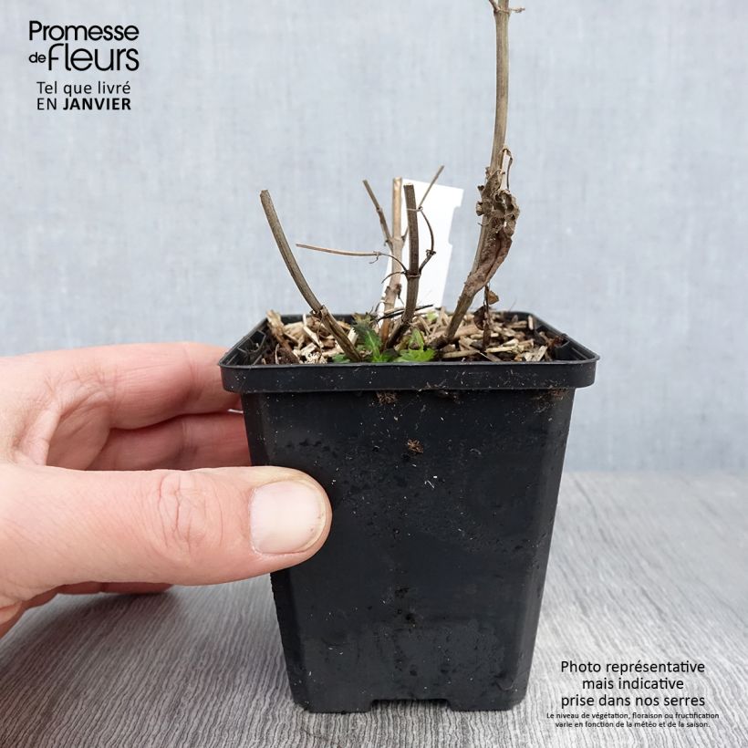 Salvia nemorosa Salute White Maceta de 8/9 cm Ejemplar entregado en invierno