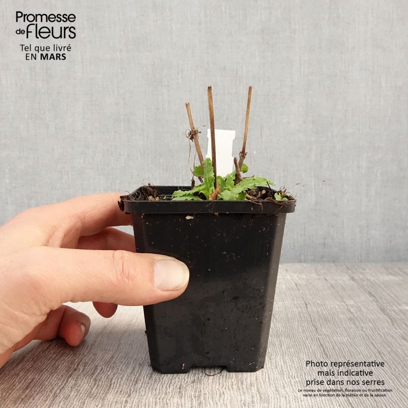 Salvia nemorosa Salute White Maceta de 8/9 cm Ejemplar entregado en la primavera