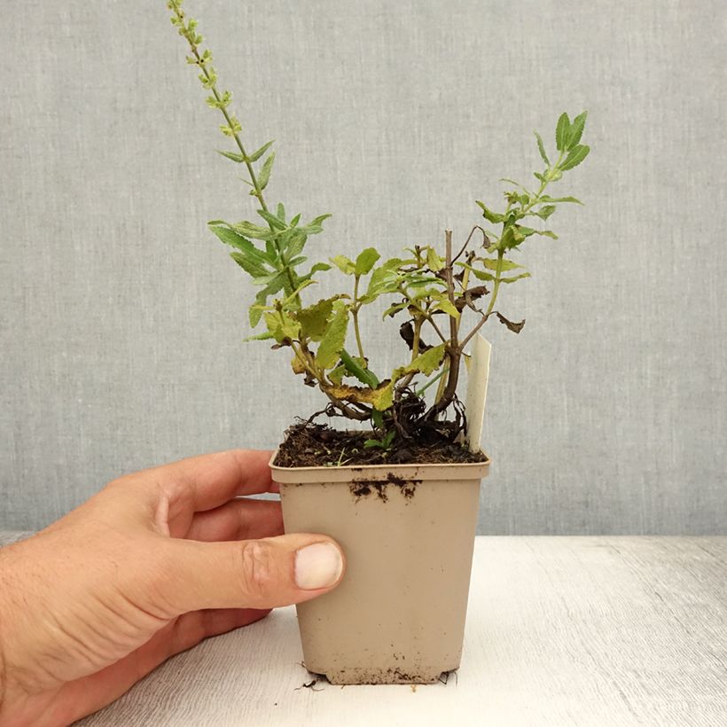 Ejemplar de Salvia nemorosa Schneehügel Maceta de 8/9 cm entregado en verano