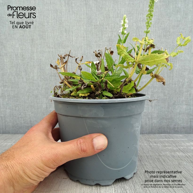 Ejemplar de Salvia nemorosa Schneehügel Maceta 2L/3L entregado en verano