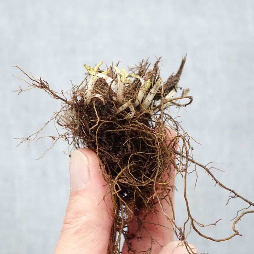 Salvia nemorosa Schneehügel Raíces desnudas Ejemplar entregado en invierno