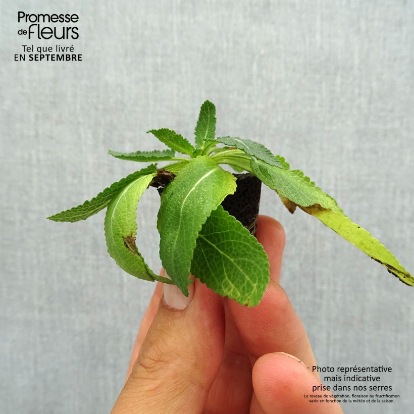 Ejemplar de Salvia nemorosa Sensation Deep Blue minicepellón: Ø 3/4 cm entregado en otoño