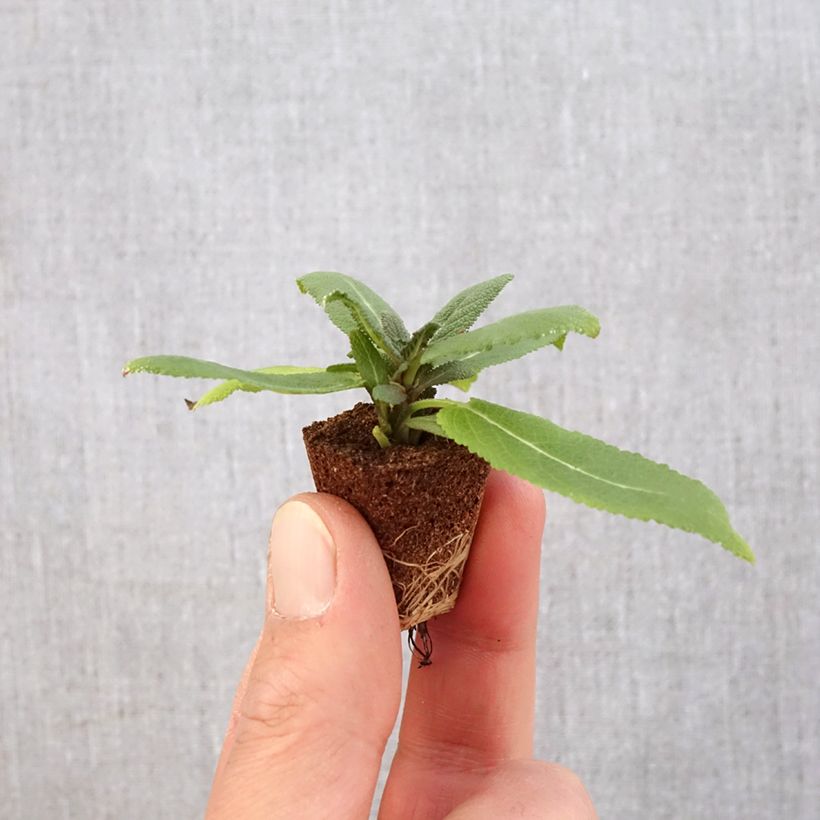 Salvia nemorosa Sensation Rose minicepellón: Ø 3/4 cm Ejemplar entregado en la primavera