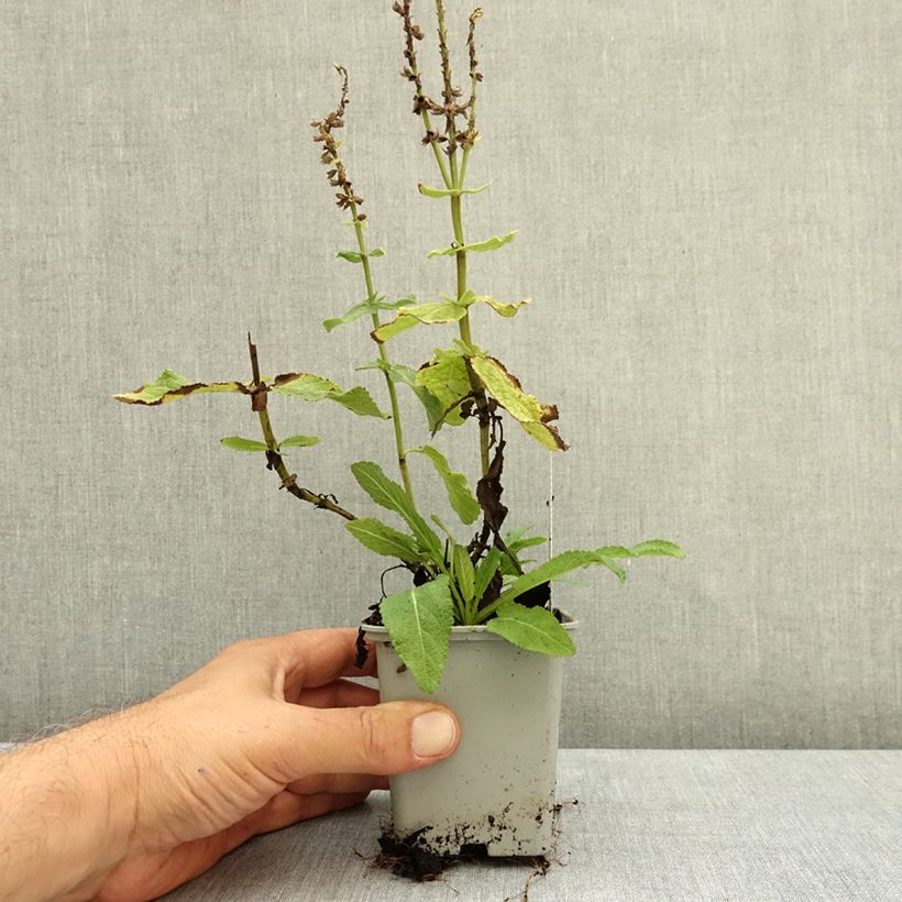 Ejemplar de Salvia nemorosa Sensation White Maceta de 8/9 cm entregado en otoño
