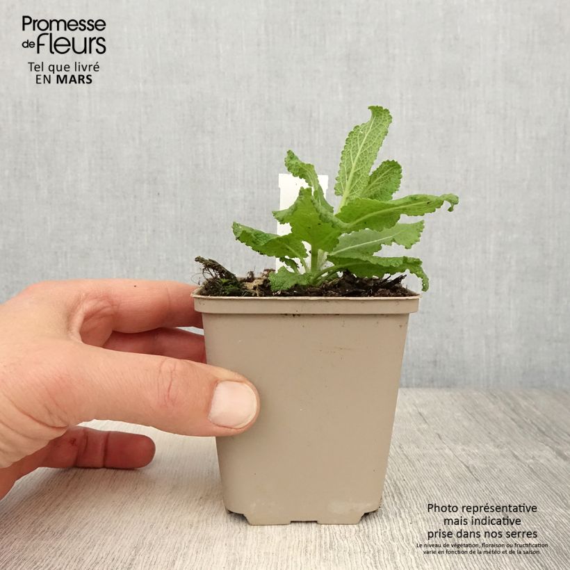 Salvia nemorosa Sensation White Maceta de 8/9 cm Ejemplar entregado en la primavera