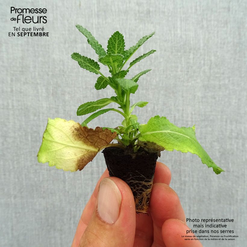 Ejemplar de Salvia nemorosa Sensation White minicepellón: Ø 3/4 cm entregado en otoño