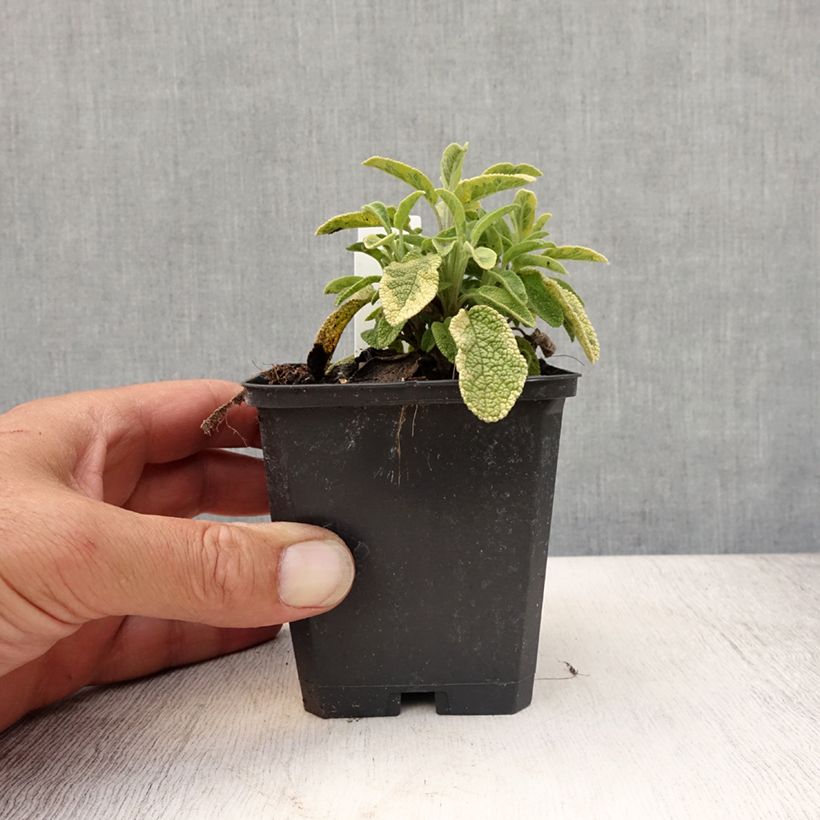 Ejemplar de Salvia real Icterina Maceta de 8/9 cm entregado en verano