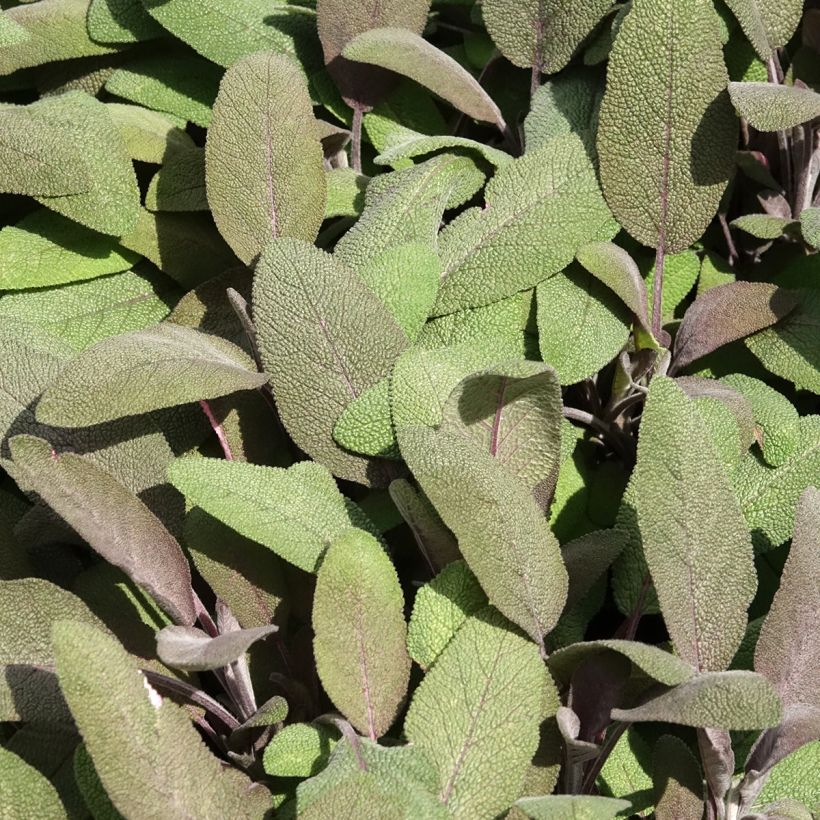 Salvia real Purpurascens (Follaje)