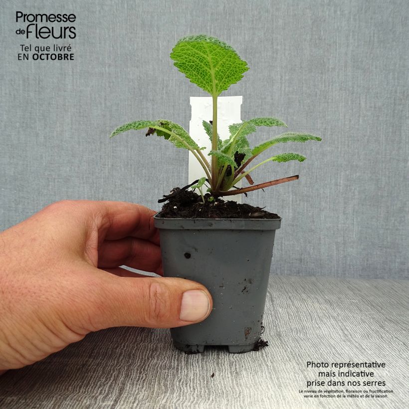 Ejemplar de Salvia patens Royal Blue Maceta de 7/8 cm entregado en otoño