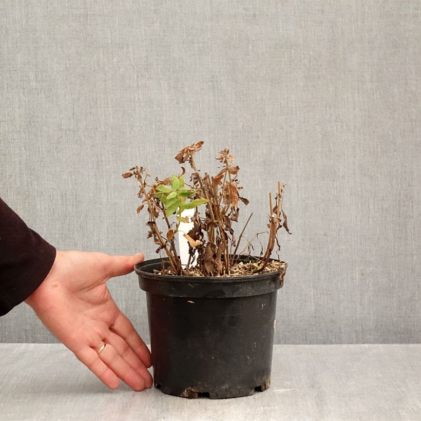 Ejemplar de Salvia pratensis Lyrical Blues - Salvia de prados Maceta 2L/3L entregado en otoño