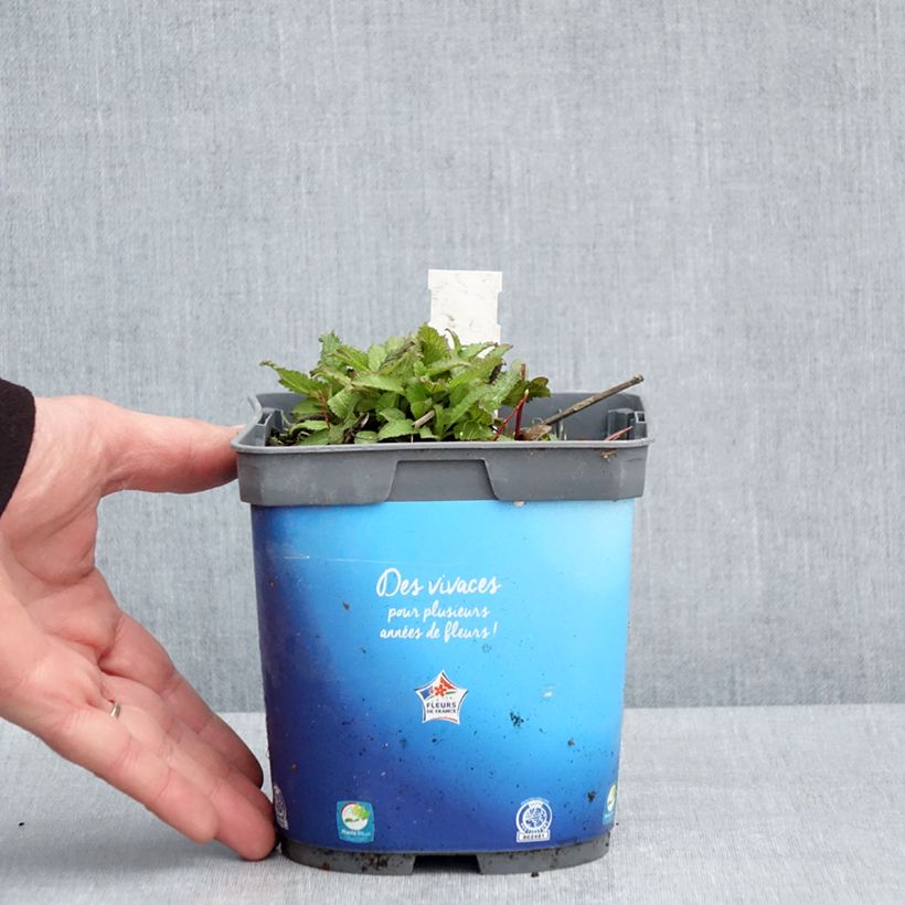 Salvia pratensis Lyrical Blues - Salvia de prados Maceta 2L/3L Ejemplar entregado en la primavera