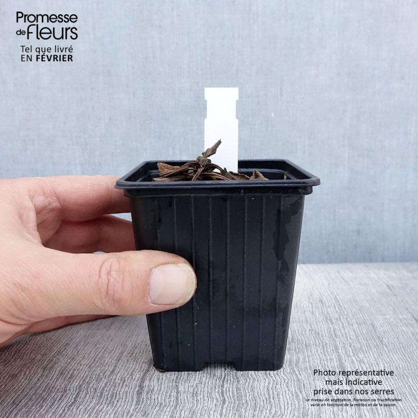 Salvia pratensis Madeline - Salvia de prados Maceta de 8/9 cm Ejemplar entregado en invierno