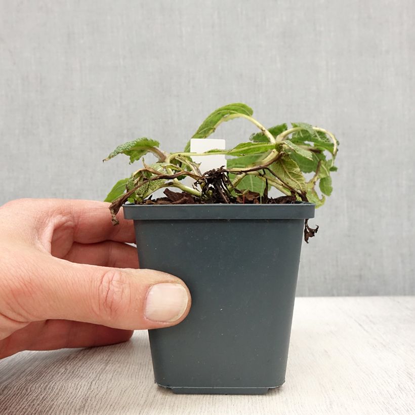 Salvia pratensis Madeline - Salvia de prados Maceta de 8/9 cm Ejemplar entregado en la primavera