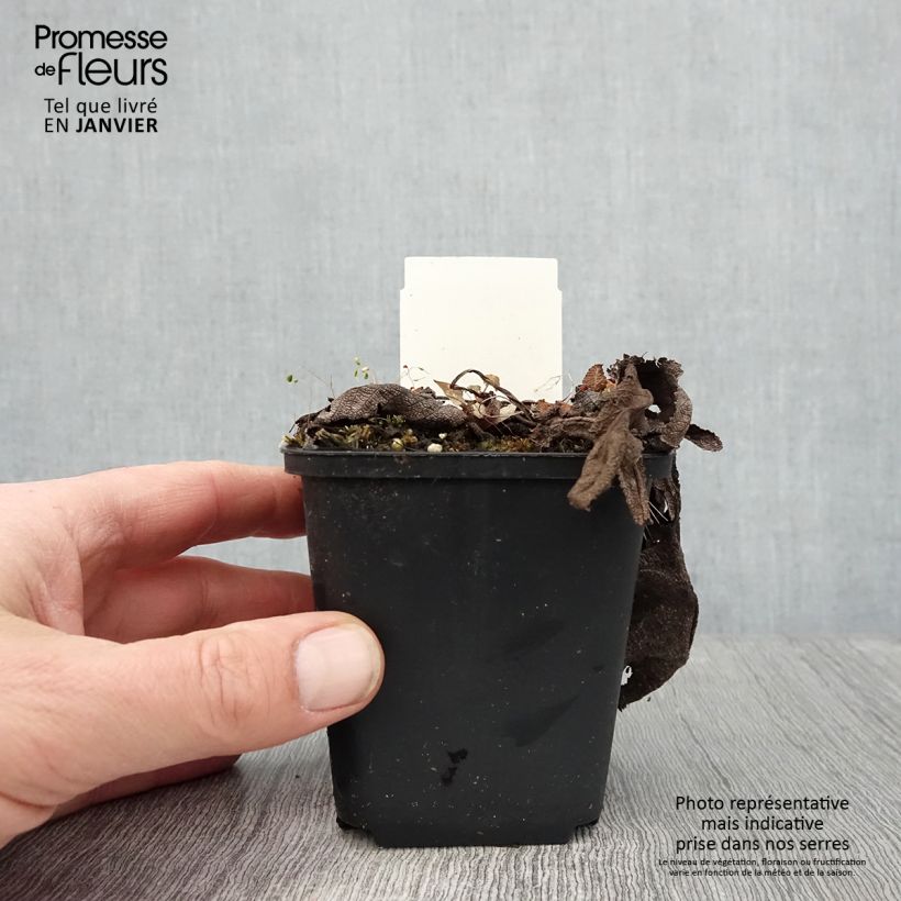 Salvia pratensis Rose Rhapsody - Salvia de prados Maceta de 8/9 cm Ejemplar entregado en invierno