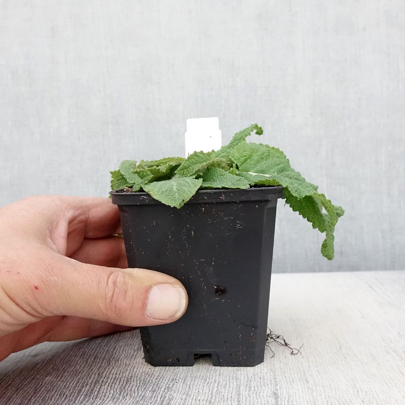 Salvia pratensis Sky Dance - Salvia de prados Maceta de 8/9 cm Ejemplar entregado en la primavera