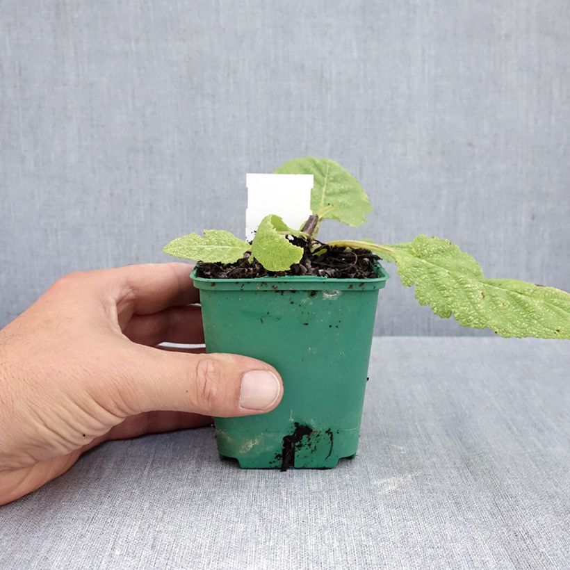 Ejemplar de Salvia pratensis Swan Lake - Salvia de prados Maceta de 8/9 cm entregado en otoño