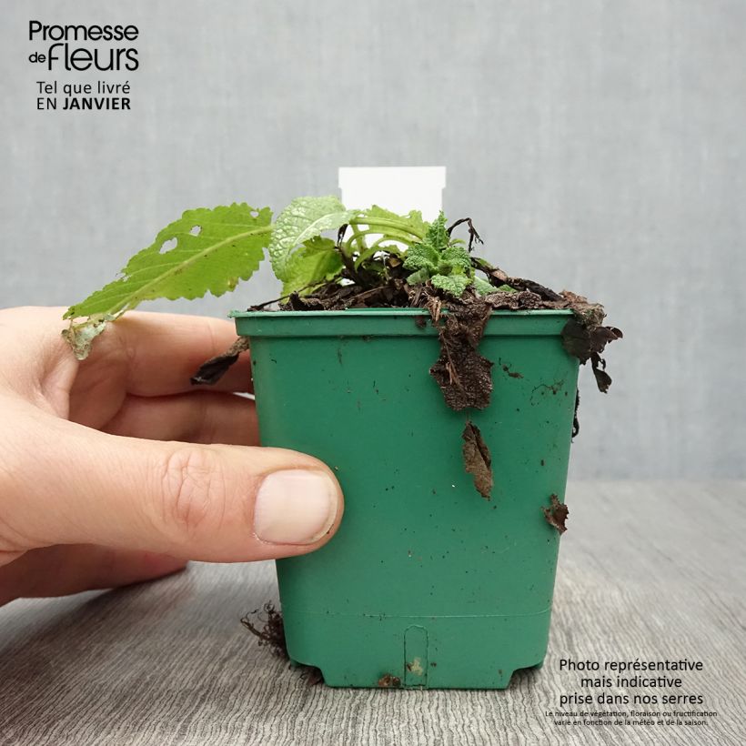 Salvia pratensis Swan Lake - Salvia de prados Maceta de 8/9 cm Ejemplar entregado en invierno