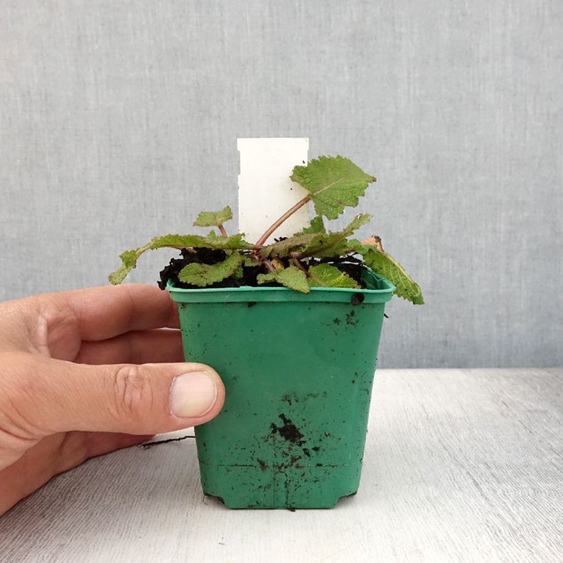 Ejemplar de Salvia pratensis Sweet Esmeralda - Salvia de prados Maceta de 8/9 cm entregado en verano