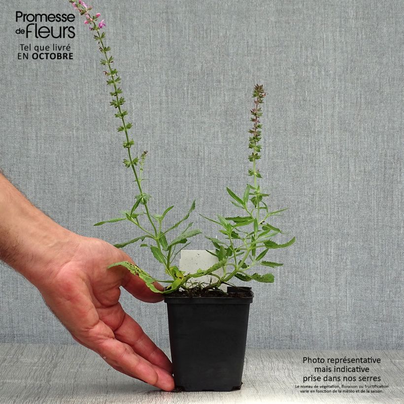 Ejemplar de Salvia superba Reine Rose Maceta de 8/9 cm entregado en otoño