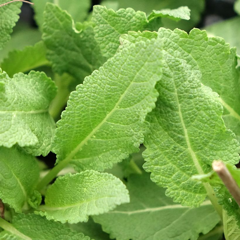 Salvia superba Reine Rose (Follaje)