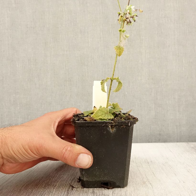 Ejemplar de Salvia verticillata Alba Maceta de 8/9 cm entregado en otoño
