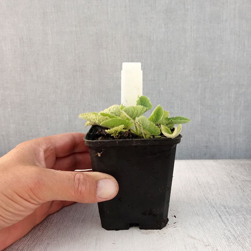 Ejemplar de Salvia verticillata Alba Maceta de 8/9 cm entregado en verano