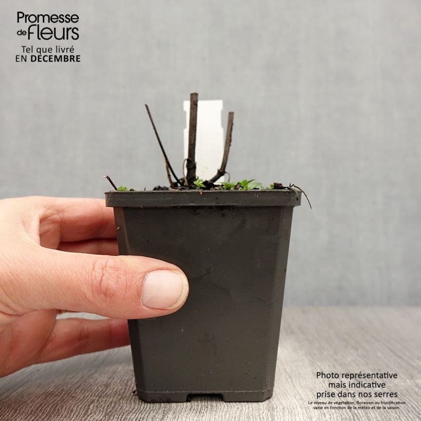 Salvia verticillata Alba Maceta de 8/9 cm Ejemplar entregado en invierno