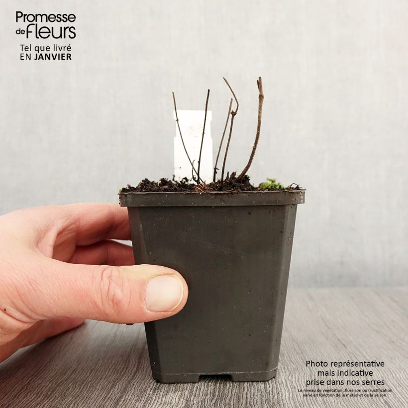 Salvia verticillata Hannay's Blue Maceta de 8/9 cm Ejemplar entregado en invierno