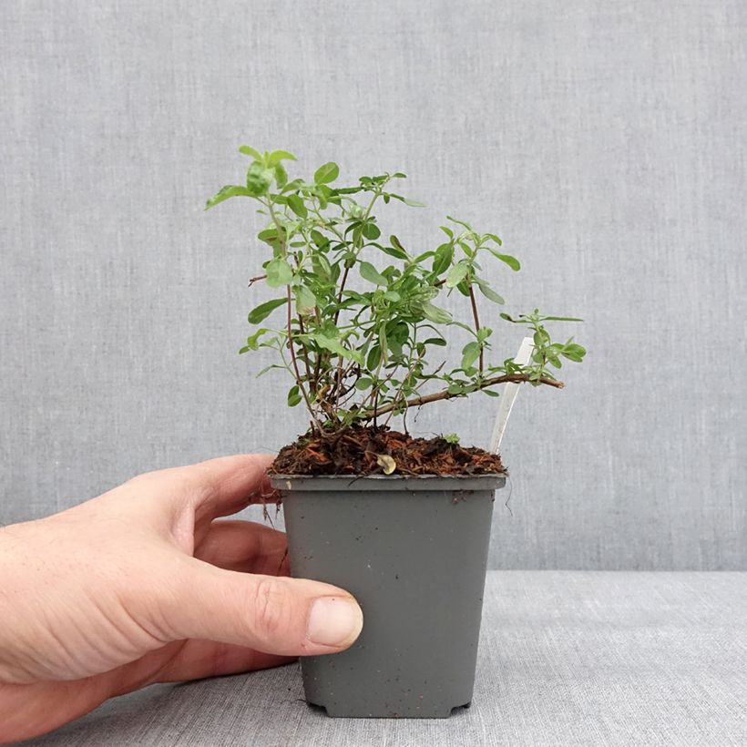 Salvia jamensis Carolus Maceta de 8/9 cm Ejemplar entregado en invierno