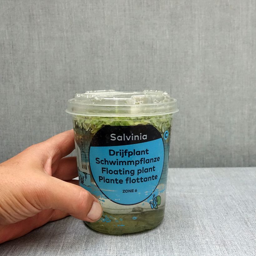 Salvinia natans - Helecho acuático Caja Ejemplar entregado en la primavera