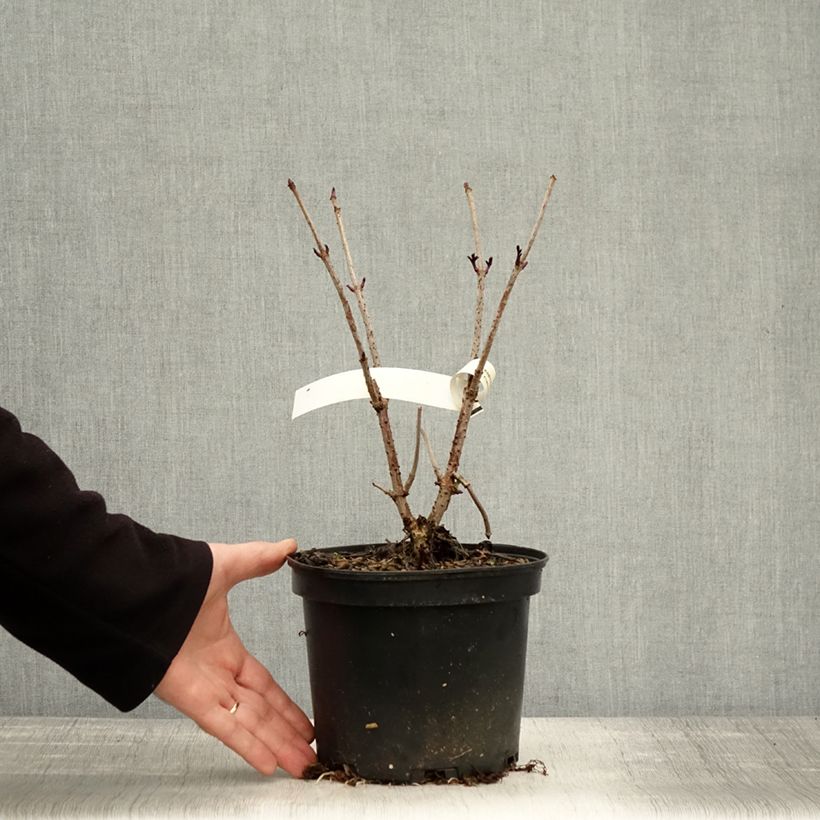 Ejemplar de Saúco negro Chocolate Marzipan - Sambucus nigra Maceta 3L/4L entregado en otoño