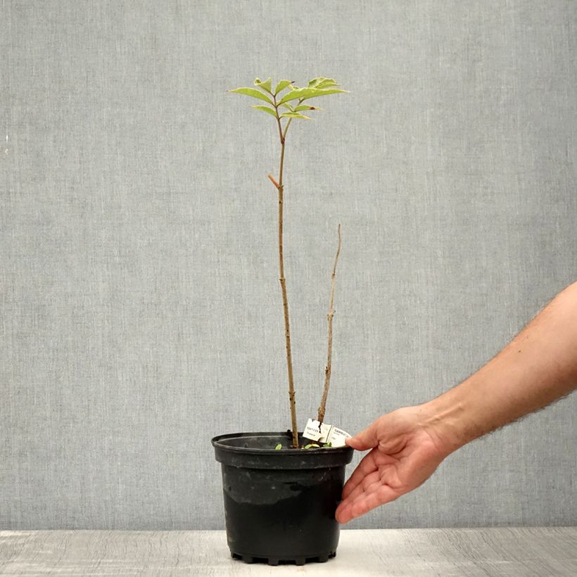 Ejemplar de Saúco negro Chocolate Marzipan - Sambucus nigra Maceta 3L/4L entregado en verano