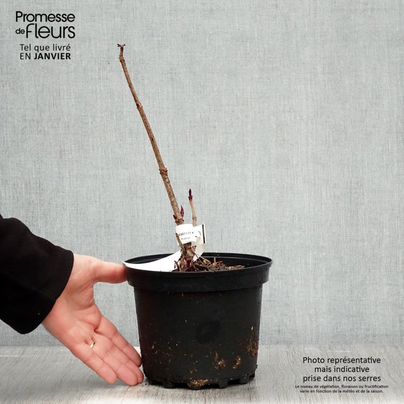 Saúco negro Chocolate Marzipan - Sambucus nigra Maceta 3L/4L Ejemplar entregado en invierno