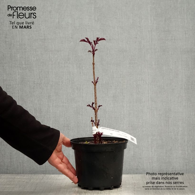 Saúco negro Chocolate Marzipan - Sambucus nigra Maceta 3L/4L Ejemplar entregado en la primavera