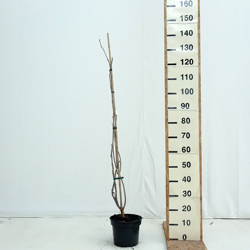 Ejemplar de Saúco negro Monstrosa - Sambucus nigra Maceta 4L/5L entregado en otoño