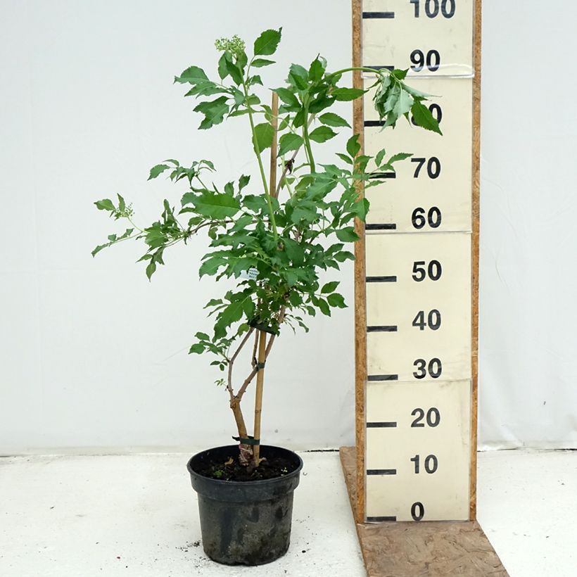 Saúco negro Monstrosa - Sambucus nigra Maceta 4L/5L Ejemplar entregado en la primavera