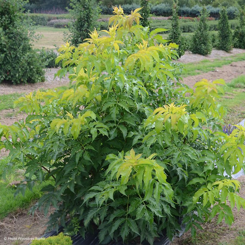 Saúco negro Serenade - Sambucus nigra (Porte)