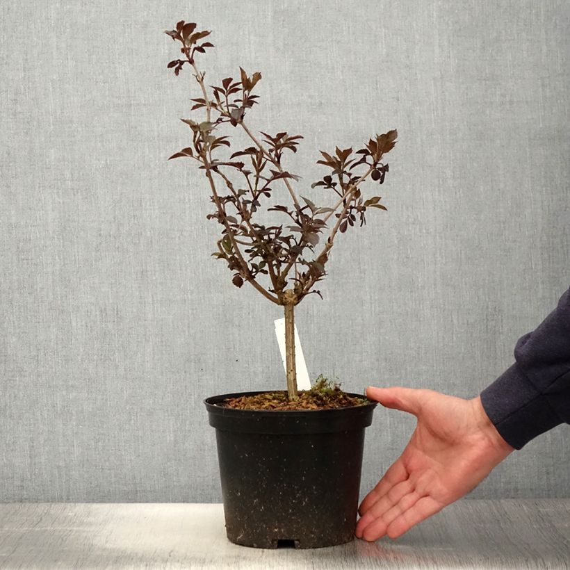 Saúco negro Thundercloud - Sambucus nigra Maceta 3L/4L Ejemplar entregado en la primavera