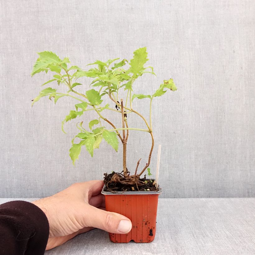 Ejemplar de Saúco rojo Plumosa Aurea - Sambucus racemosa Maceta de 8/9 cm entregado en otoño