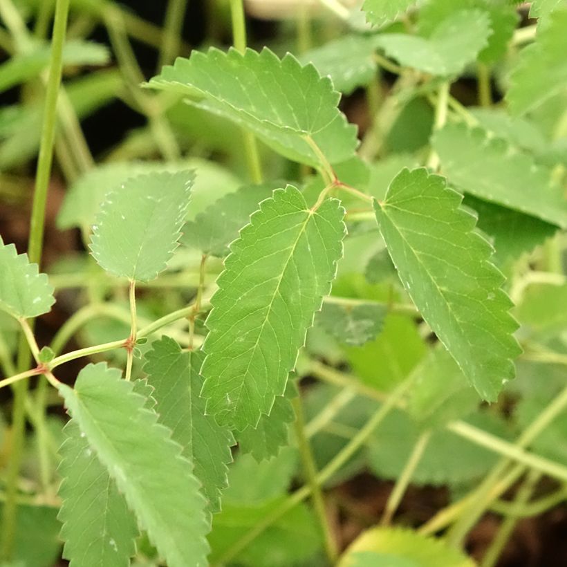 Sanguisorba tenuifolia Cangshan Cranberry (Follaje)
