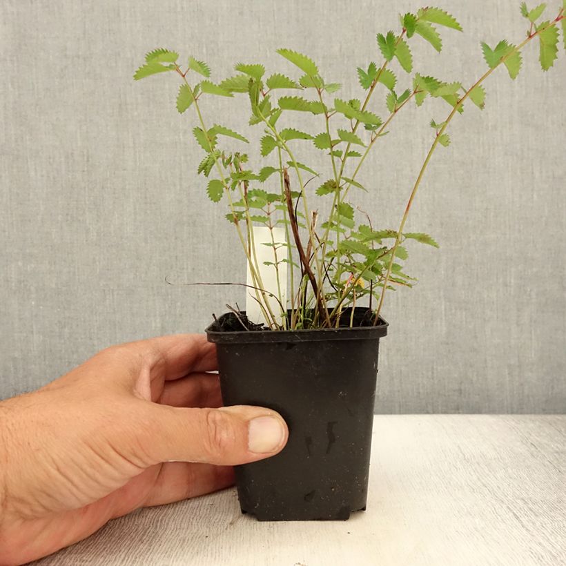 Ejemplar de Sanguisorba officinalis Chocolate Tip Maceta de 8/9 cm entregado en verano